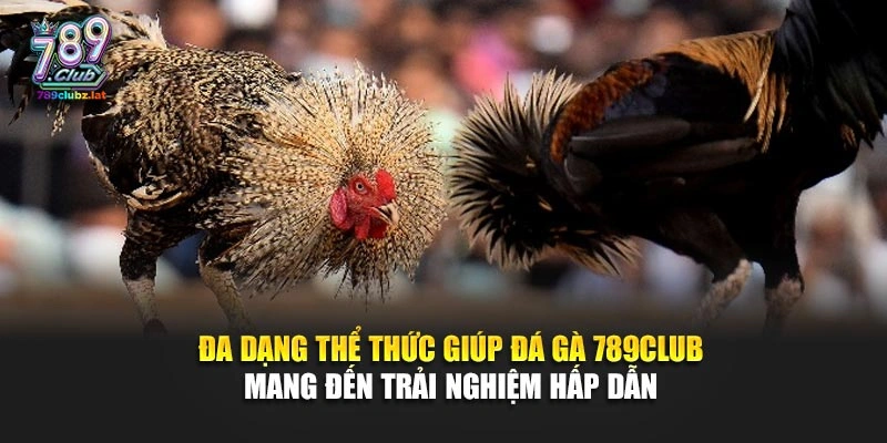 Đa dạng thể thức giúp đá gà 789Club mang đến trải nghiệm hấp dẫn 