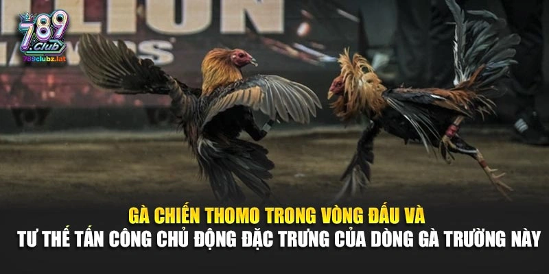Gà chiến Thomo trong vòng đấu và tư thế tấn công chủ động đặc trưng của dòng gà trường này